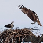 hart island ospreys.jpg (778 KB)